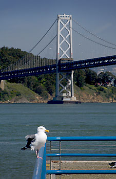oakland bay bridge