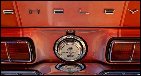 shelby-68_3322