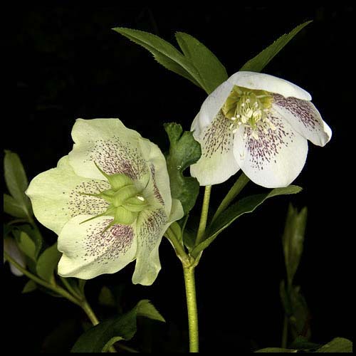 68-100413_0012-hellebore-4