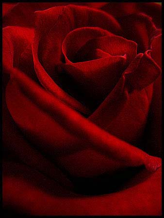 73-090527_0013-rose