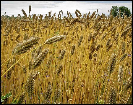 82-080528_0567-wheat