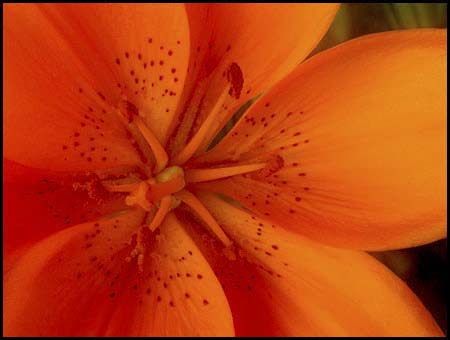 98-daylily_8011