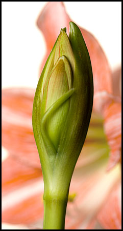 amaryllis-5360