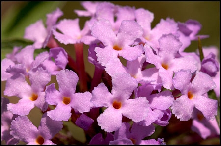 butterflybush_4854