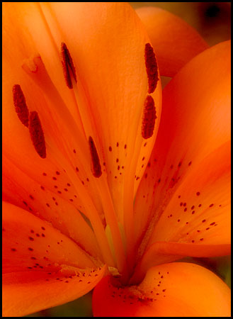 daylily_8044 copy