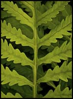 74-090527_0039-fern