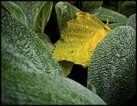 79-080709_0841-wet_leaf