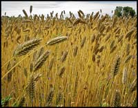 82-080528_0567-wheat