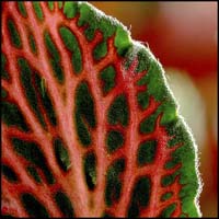 84-fittonia-5403