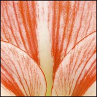 85-amaryllis-5349