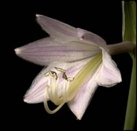 88-050716-hosta-1876