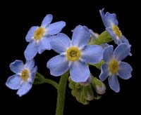 92-forgetmenots700