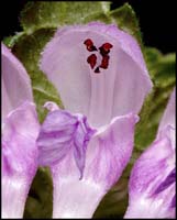 93-deadnettle-715