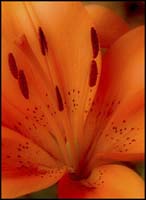 97-daylily_8044 copy