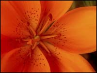 98-daylily_8011