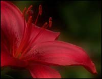 99-daylily_7209-2