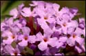 butterflybush_4854