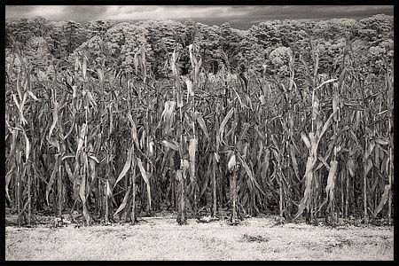 015-091808_8260-corn-ir