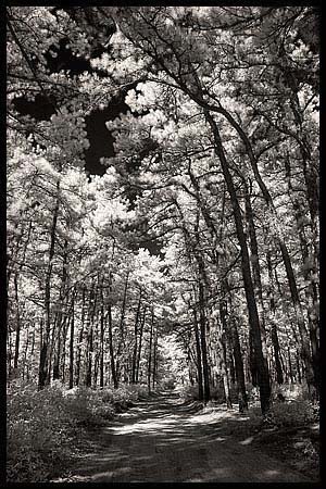 025-101008_8280-pine#70025