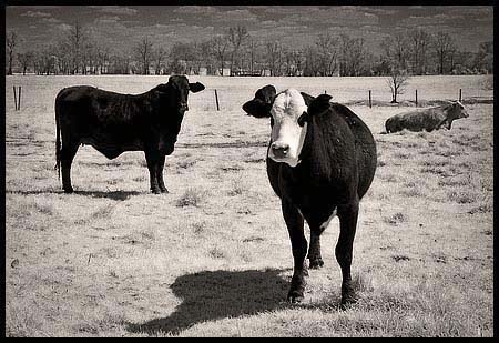 039-090409_0014-cows_ir