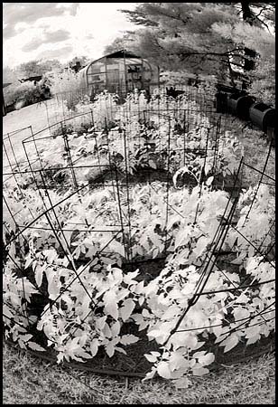 070630_6663-garden