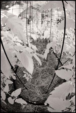 070630_6672-garden