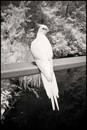 070716_6807-cockatiel