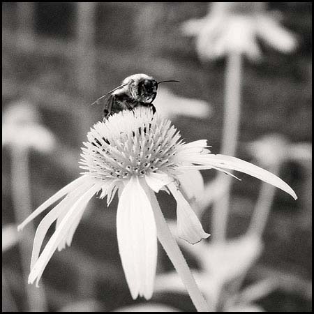 070716_6829-bee