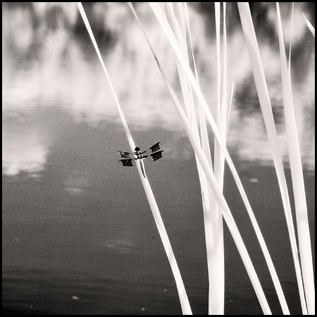 070717_6871pond