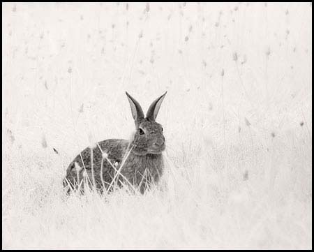 070724_7154-rabbit