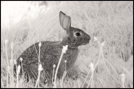 070724_7168-rabbit