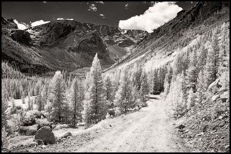 070809-7325-ir-beartoo0013