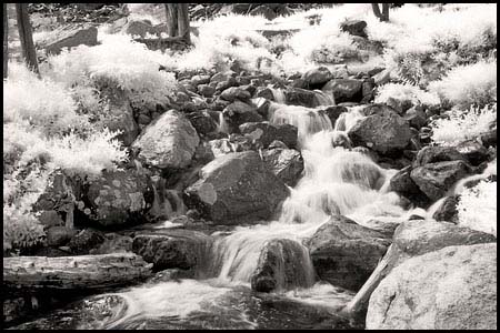 070809-7337-ir-beartoo0014