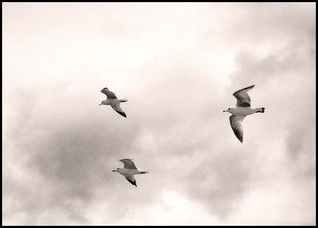 080207_7968-gulls