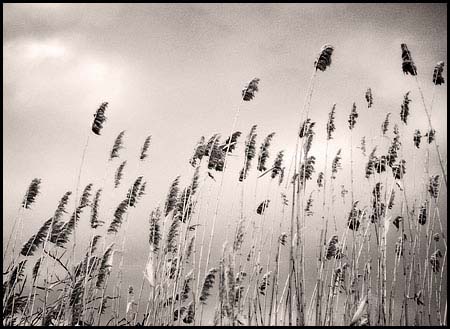 080207_8005-reeds_de#50046