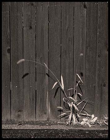 080911_8172-fenceweed_ir