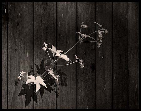 080911_8175-fenceweed_ir