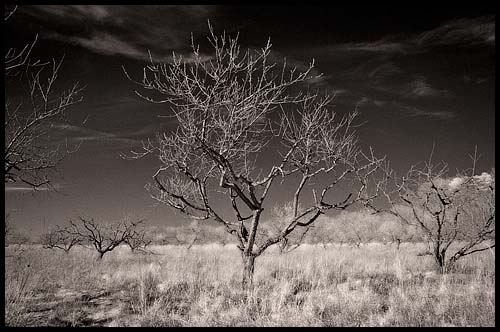 090331_orchard_ir_0007