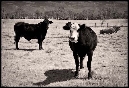 090409_0014-cows_ir