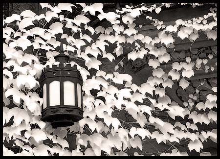 091308_8204-princeton