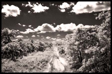 091508_8245-pinebarrens-ir