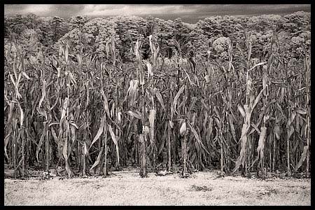 091808_8260-corn-ir