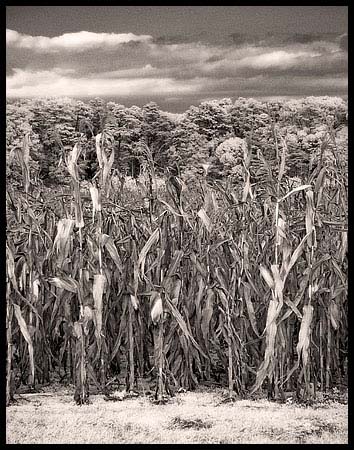 091808_8262-corn-ir