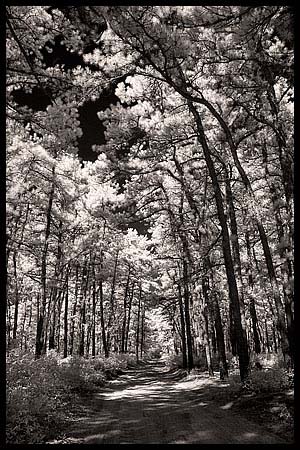101008_8280-pine_barre0070