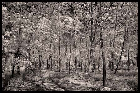101008_8306-pine_barrens