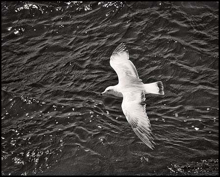 gull_5914-2