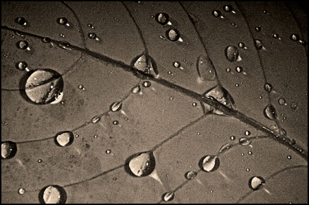 leaf-0473