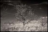 001-090331_orchard_ir_0007