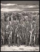 014-091808_8262-corn-ir