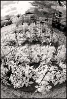 070630_6663-garden